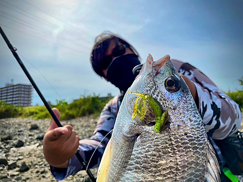 キビレの釣果