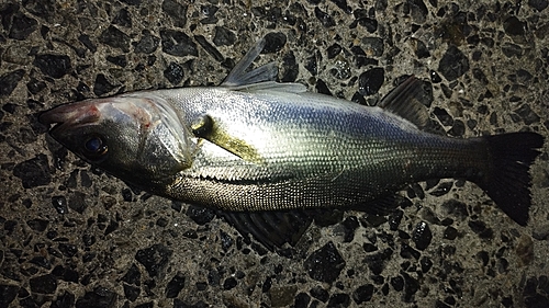 セイゴ（マルスズキ）の釣果