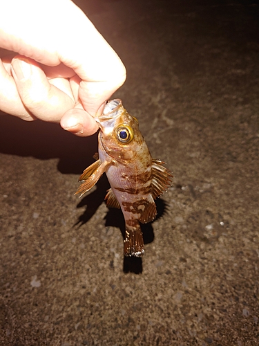 メバルの釣果