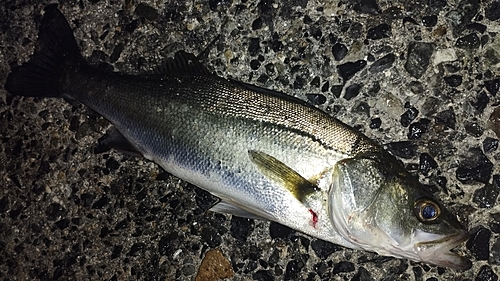 セイゴ（マルスズキ）の釣果