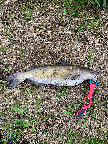 アメリカナマズの釣果