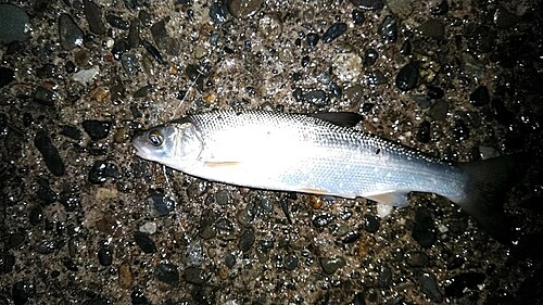 ウグイの釣果