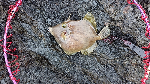 カワハギの釣果