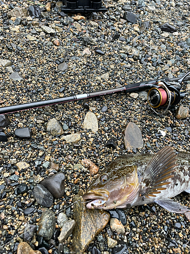 アイナメの釣果