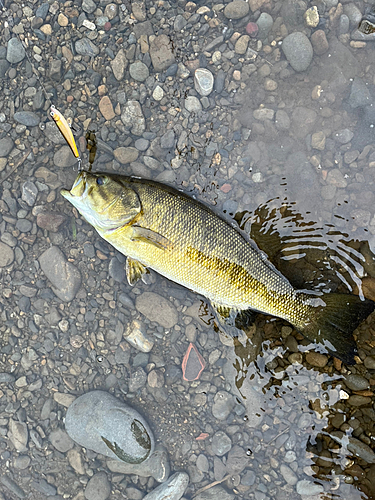 スモールマウスバスの釣果