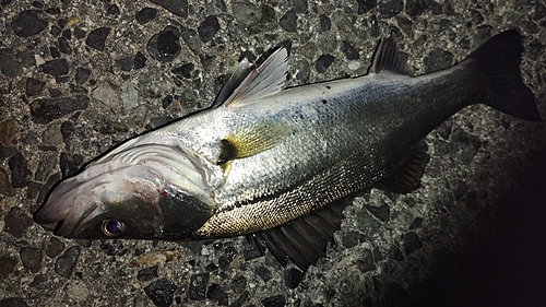 セイゴ（マルスズキ）の釣果