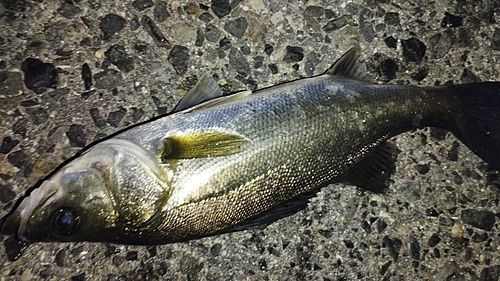 セイゴ（マルスズキ）の釣果