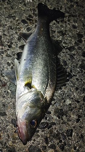 セイゴ（マルスズキ）の釣果