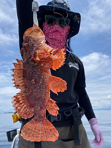 オニカサゴの釣果