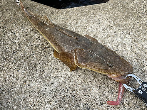 マゴチの釣果