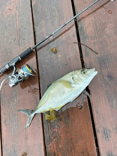 シマアジの釣果