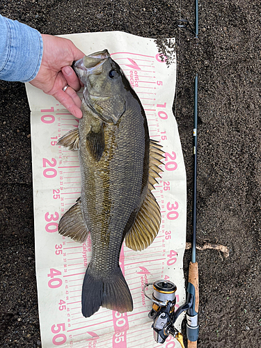 スモールマウスバスの釣果