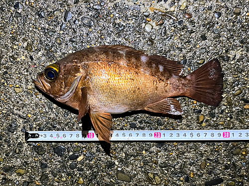 メバルの釣果