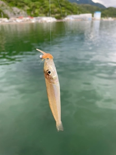 シロギスの釣果