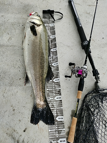 シーバスの釣果