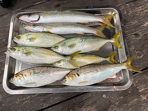 カマスの釣果