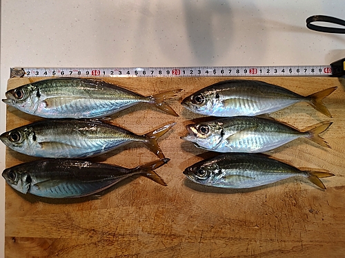 アジの釣果