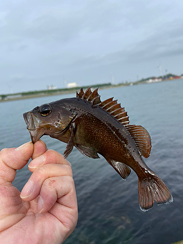 ガヤの釣果