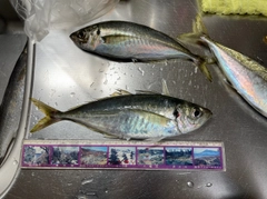 マアジの釣果