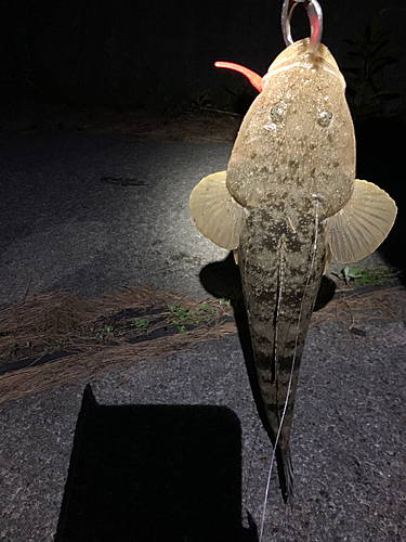 マゴチの釣果