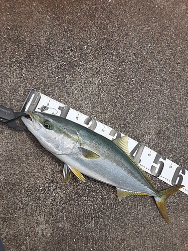 ハマチの釣果