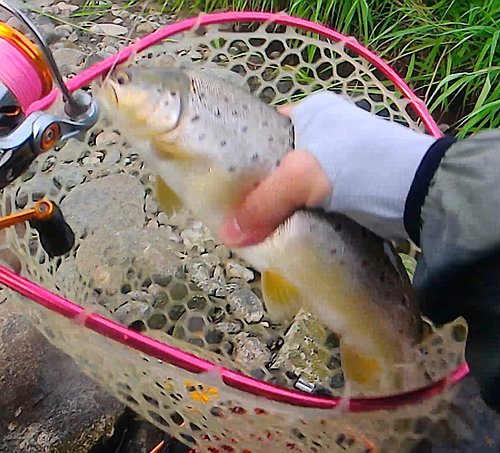 ブラウントラウトの釣果