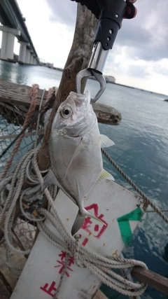 ガーラの釣果