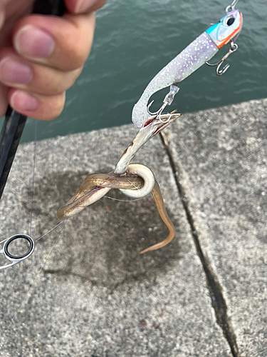 ダイナンウミヘビの釣果