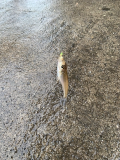 キスの釣果