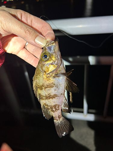 メバルの釣果