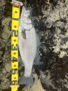 ヒラスズキの釣果