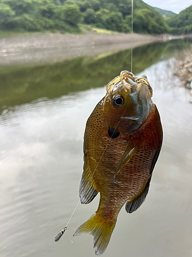 ブルーギルの釣果