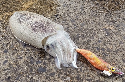 シリヤケイカの釣果