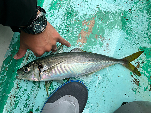 イサキの釣果