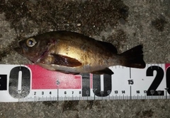 シロメバルの釣果