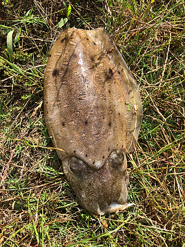 カミナリイカの釣果