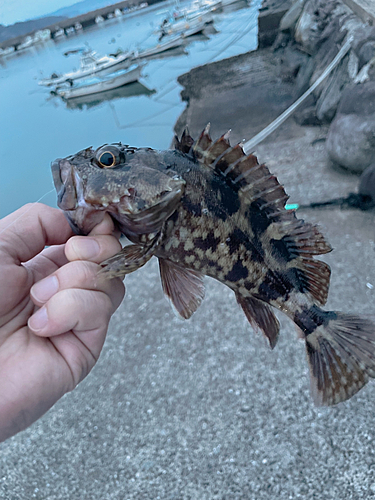 アラカブの釣果