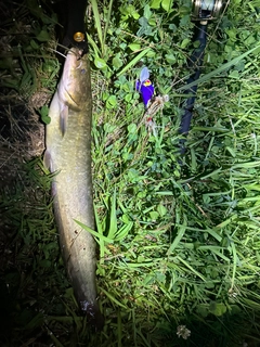 ナマズの釣果