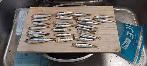 イワシの釣果