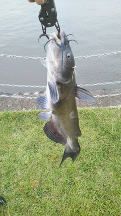 アメリカナマズの釣果