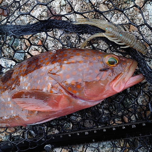 キジハタの釣果