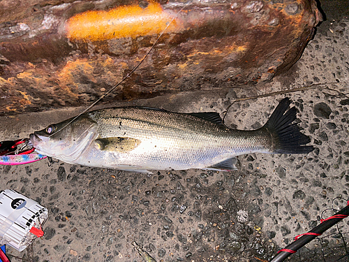 シーバスの釣果