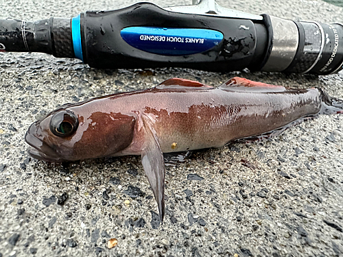 ハゼの釣果