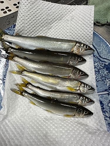 アユの釣果