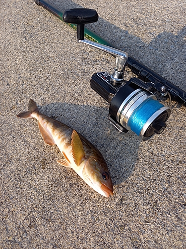 ホッケの釣果