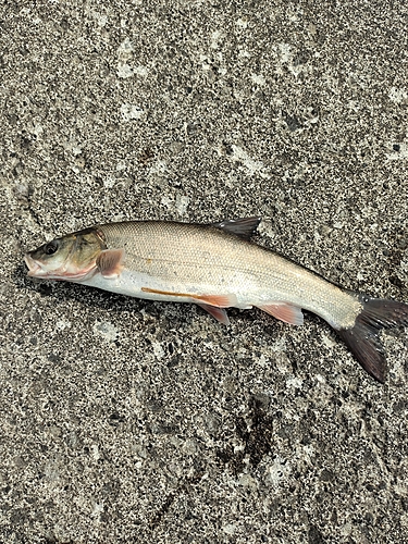 ウグイの釣果