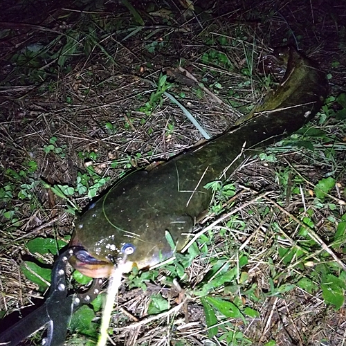 マナマズの釣果