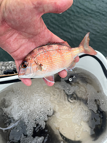 マダイの釣果