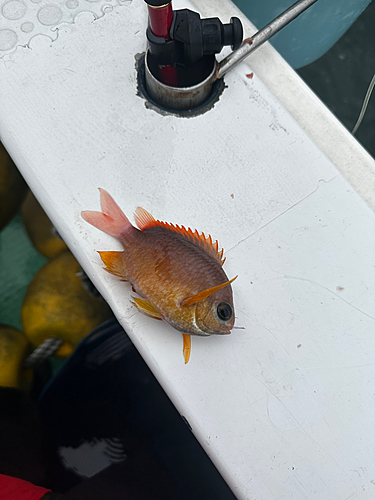 スズメダイの釣果