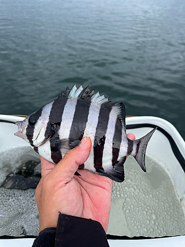 サンバソウの釣果